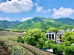 -龙坞茶村