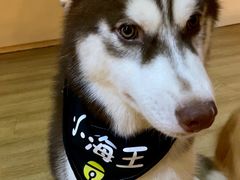 -Husky Go! 哈士奇体验馆·宠物咖啡厅狗咖
