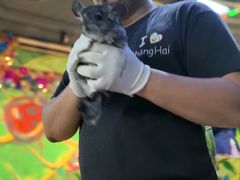 -上海大自然野生昆虫馆(东方明珠·爬宠昆虫探索中心)