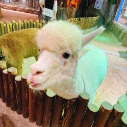 点击看大图 -宝燕乐园(闵行旗舰店)