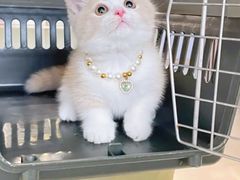 -lincat·猫舍(广州店)