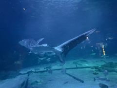 -烟台海昌鲸鲨海洋公园