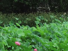 -莲湖公园