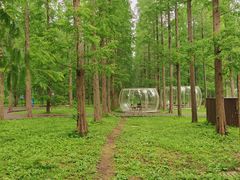 -黄海国家森林公园