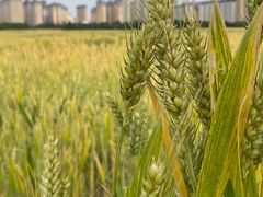 -汉长安城未央宫国家考古遗址公园