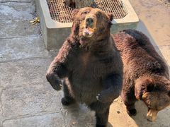 -西霞口神雕山野生动物世界