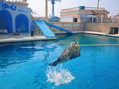 -秦皇岛乐岛海洋王国