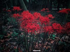 -上海滨江森林公园