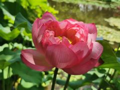 -陈家山荷花公园