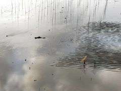 -北岐滩涂