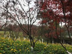 -铁山坪森林公园