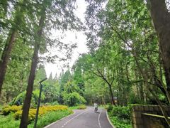 -东平国家森林公园