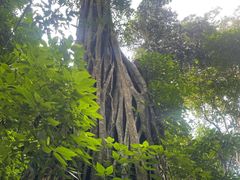 -西双版纳原始森林公园