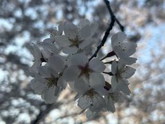 -高东镇樱花园