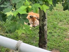 -西霞口神雕山野生动物世界