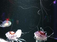 -成都浩海立方海洋公园