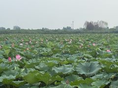 -白洋淀景区