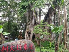 -瑞丽独树成林风景区