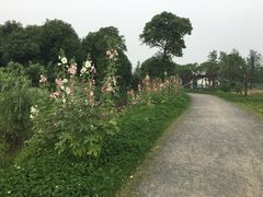 -田园东方蜜桃村的田野营地