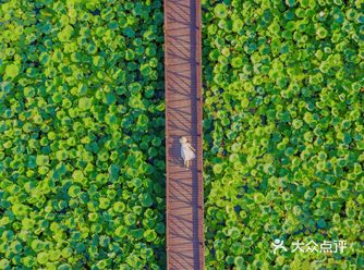 接天莲叶无穷碧发现青岛荷花秘密基地