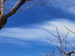 -筋饼豆腐脑一绝