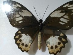 -上海昆虫博物馆