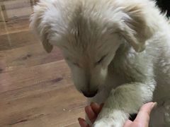 -米苏动物医院·犬猫专科·骨科外科内窥镜