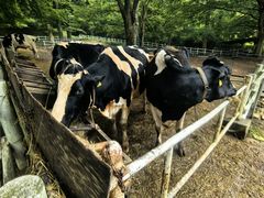 -神户市立六甲山牧场