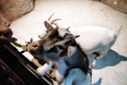 -酷嗒动物文化乐园(cutezoo西溪乐天城店)