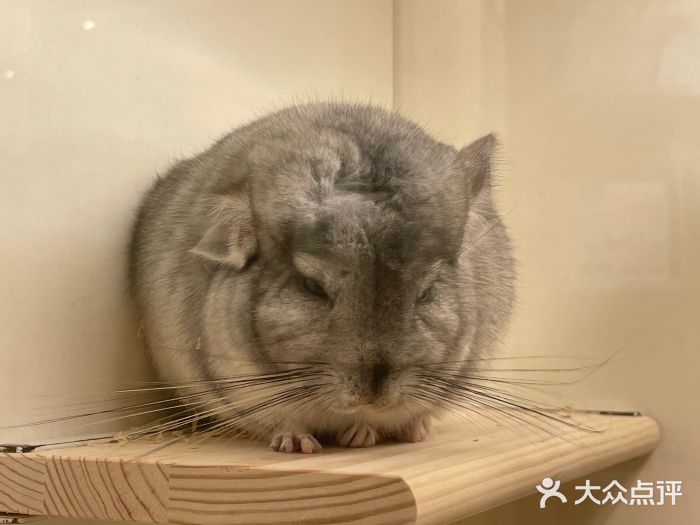 龙猫仔乐园(惠福东路店)图片