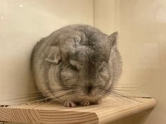 -龙猫仔乐园(惠福东路店)