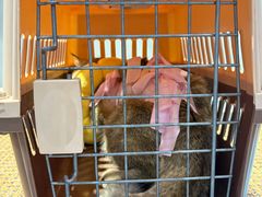 -伟伟宠物医院·CT影像中心·瑞派犬猫综合性门诊(汉口总院)