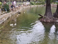 -莫愁湖公园