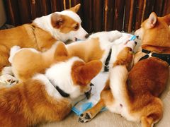-浣熊柯尔鸭土拨鼠·电玩咖