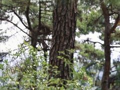 -九龙江国家森林公园