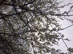 iphone_upload_pic-香雪海