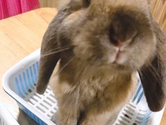 -藦茜花园宠物主题亲子互动体验馆(国顺东路店)