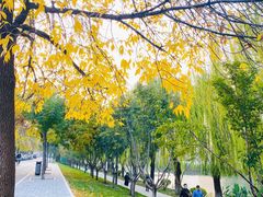 -三里屯东五街银杏大道