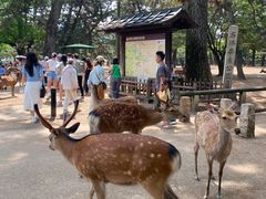 -奈良公园