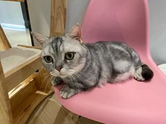 -momokira米努特·德文卷毛猫·棉花面纱犬