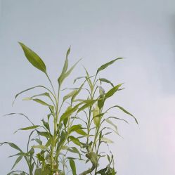 -Yue Show馨选·半永久纹眉纹眼线