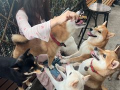 -柴犬高等学院·狗咖·柴犬售卖·宠物训练