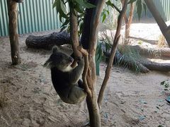 -费瑟代尔野生动物园