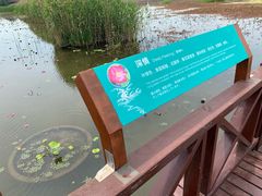 -荷塘月色湿地公园·向阳花洲