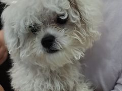 -全心全意连锁动物医院·微创中心·内科急重症·心脏专科(丰管路店)