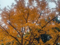 -重庆市江北嘴中央商务区中央公园