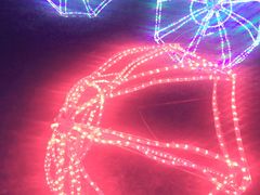 -洛阳郁金香牡丹园