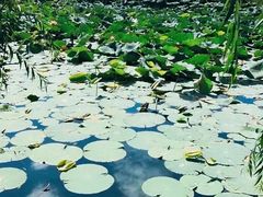 -元鼎宝驴香·全驴宴(江宁店)