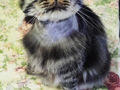-纳吉亚猫专科动物诊疗中心(蒋宅口分院)