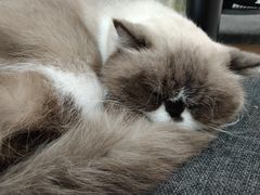 -喵园·猫主题咖啡厅·撸猫·猫咖(国贸店)